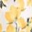 Color swatch - LEMON SHERBET
