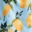 Color swatch - LEMON BLUE