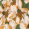 Color swatch - OLIVE